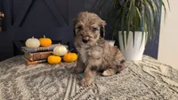 Alfred, a male Bernedoodle for sale in Stillwater, MN – 1 of 3