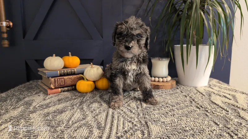 Linus – Bernedoodle puppy for sale in Stillwater, MN