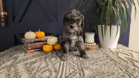 Linus, a male Bernedoodle for sale in Stillwater, MN – 1 of 3