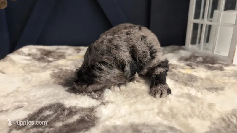 Wally – Bernedoodle puppy for sale in Stillwater, MN