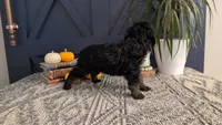 Ada, a female Bernedoodle for sale in Stillwater, MN – 4 of 4