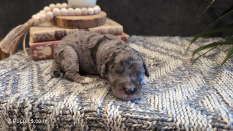Wally – Bernedoodle puppy for sale in Stillwater, MN
