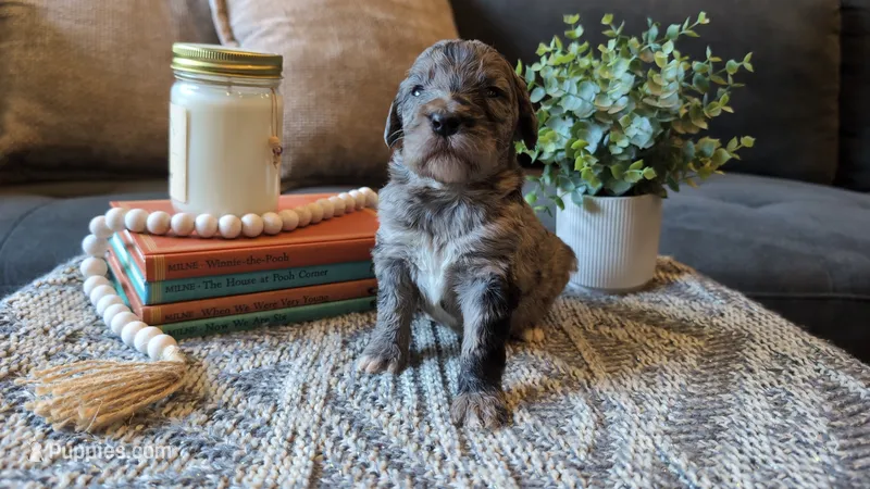 Wally – Bernedoodle puppy for sale in Stillwater, MN