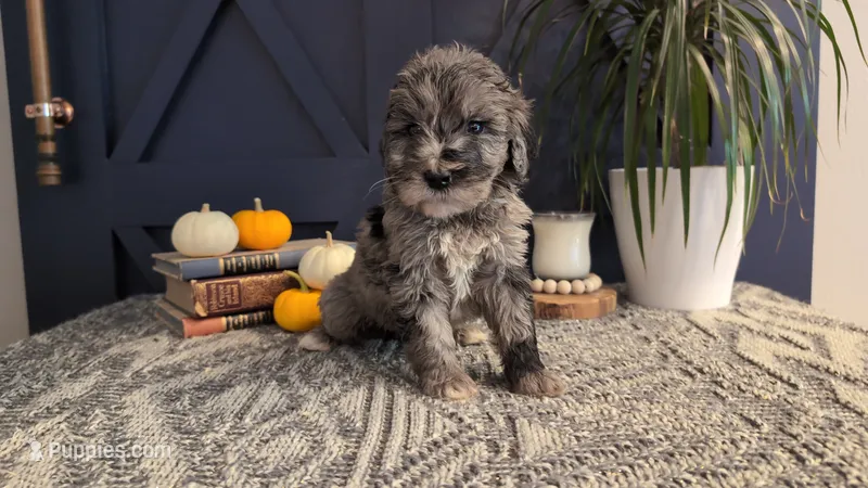 Wally – Bernedoodle puppy for sale in Stillwater, MN
