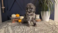 Wally, a male Bernedoodle for sale in Stillwater, MN – 1 of 4