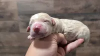 Joey, a male Bernedoodle for sale in Stillwater, MN – 2 of 4