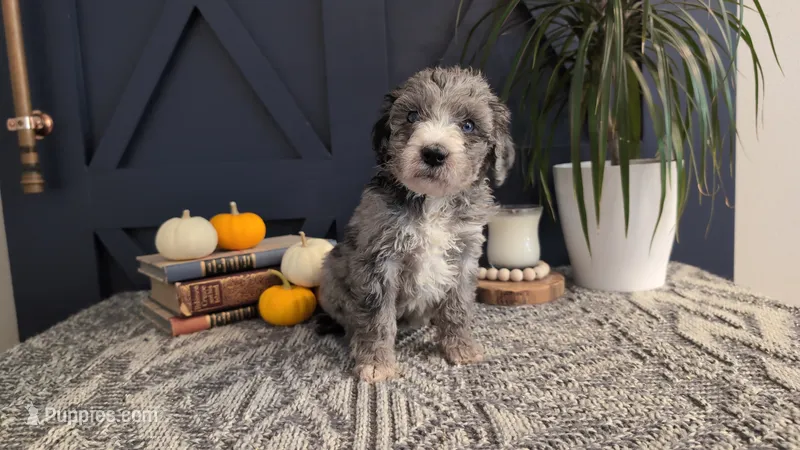 Pearl – Bernedoodle puppy for sale in Stillwater, MN