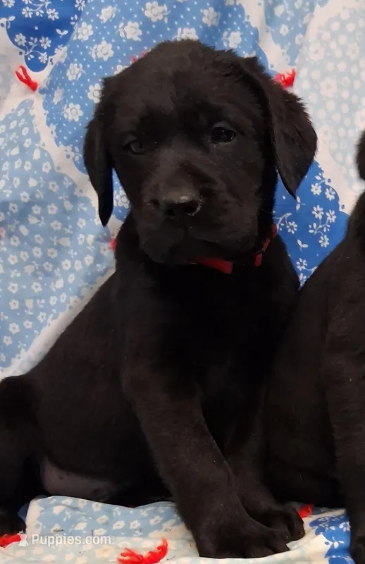 English Black Lab Female