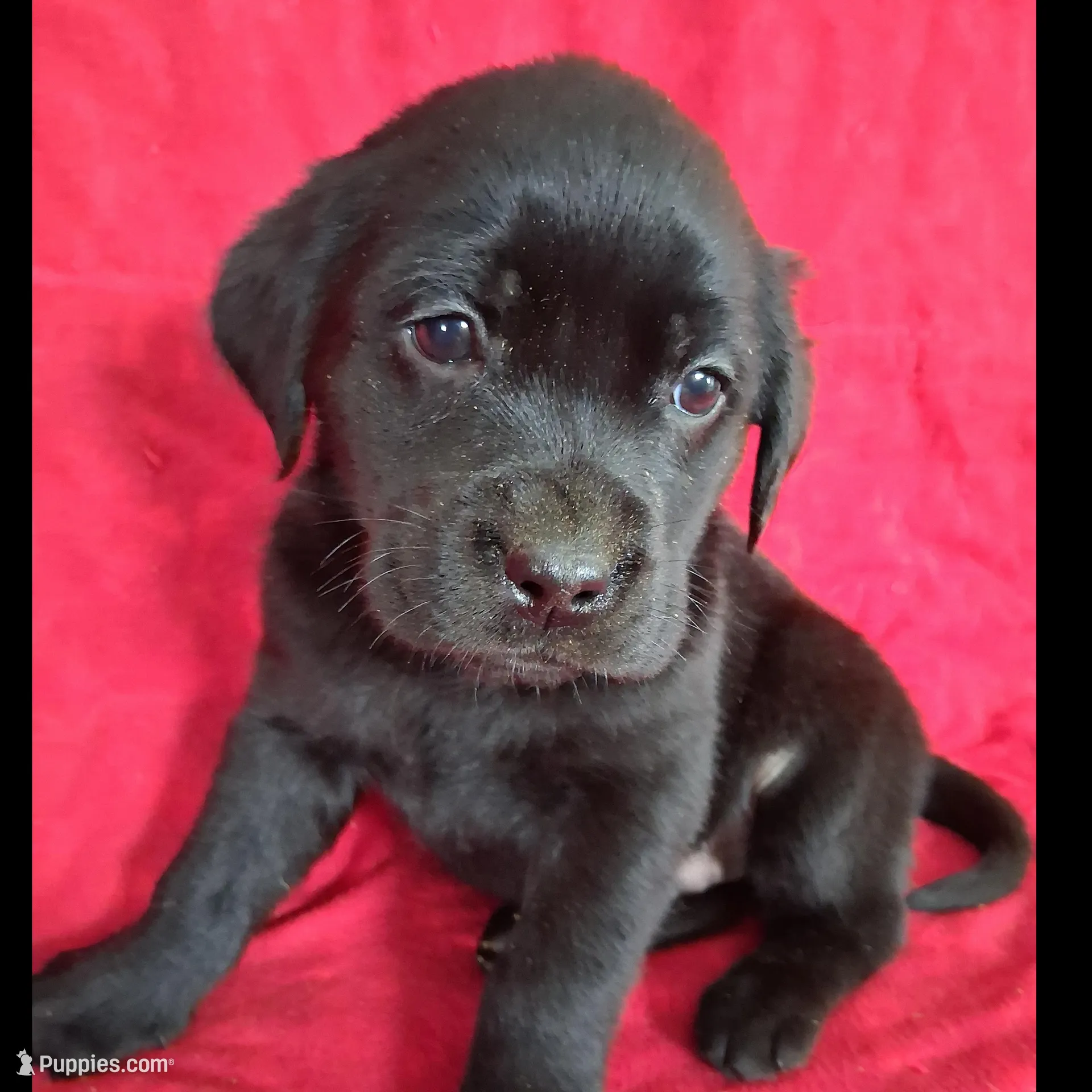 English Black Lab Female, a female Labrador Retriever for sale in Rib Lake, WI – Photo 1 of 1