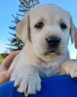 AKC English Yellow Lab Male, a male Labrador Retriever for sale in Rib Lake, WI – 1 of 2