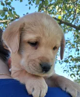 AKC English Yellow Lab Male, a male Labrador Retriever for sale in Rib Lake, WI – 1 of 2