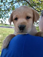 AKC English Yellow Lab Male, a male Labrador Retriever for sale in Rib Lake, WI – 2 of 2