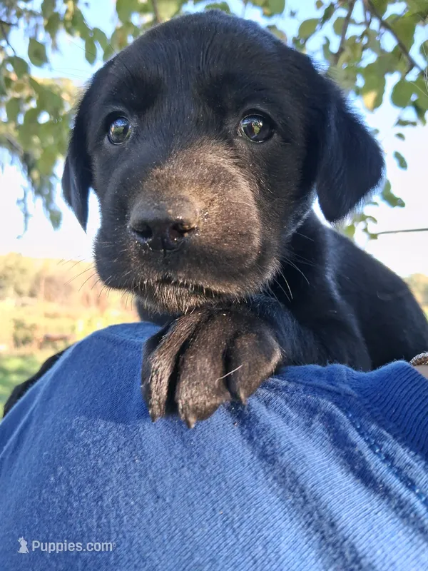 AKC English Black Lab Female – Labrador Retriever puppy for sale in Rib Lake, WI