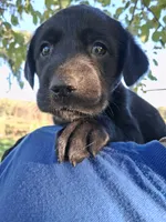 AKC English Black Lab Female, a female Labrador Retriever for sale in Rib Lake, WI – 1 of 2