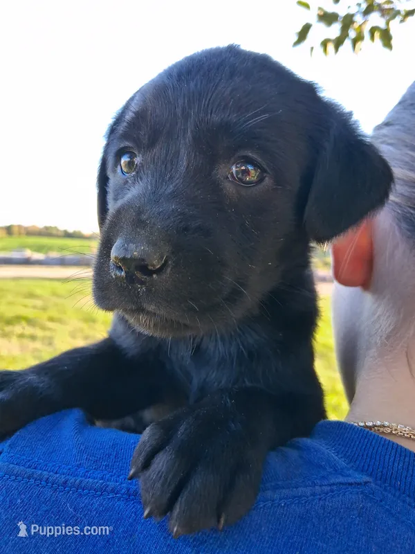 AKC English Black Lab Female – Labrador Retriever puppy for sale in Rib Lake, WI
