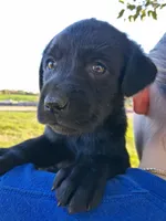 AKC English Black Lab Female, a female Labrador Retriever for sale in Rib Lake, WI – 1 of 2