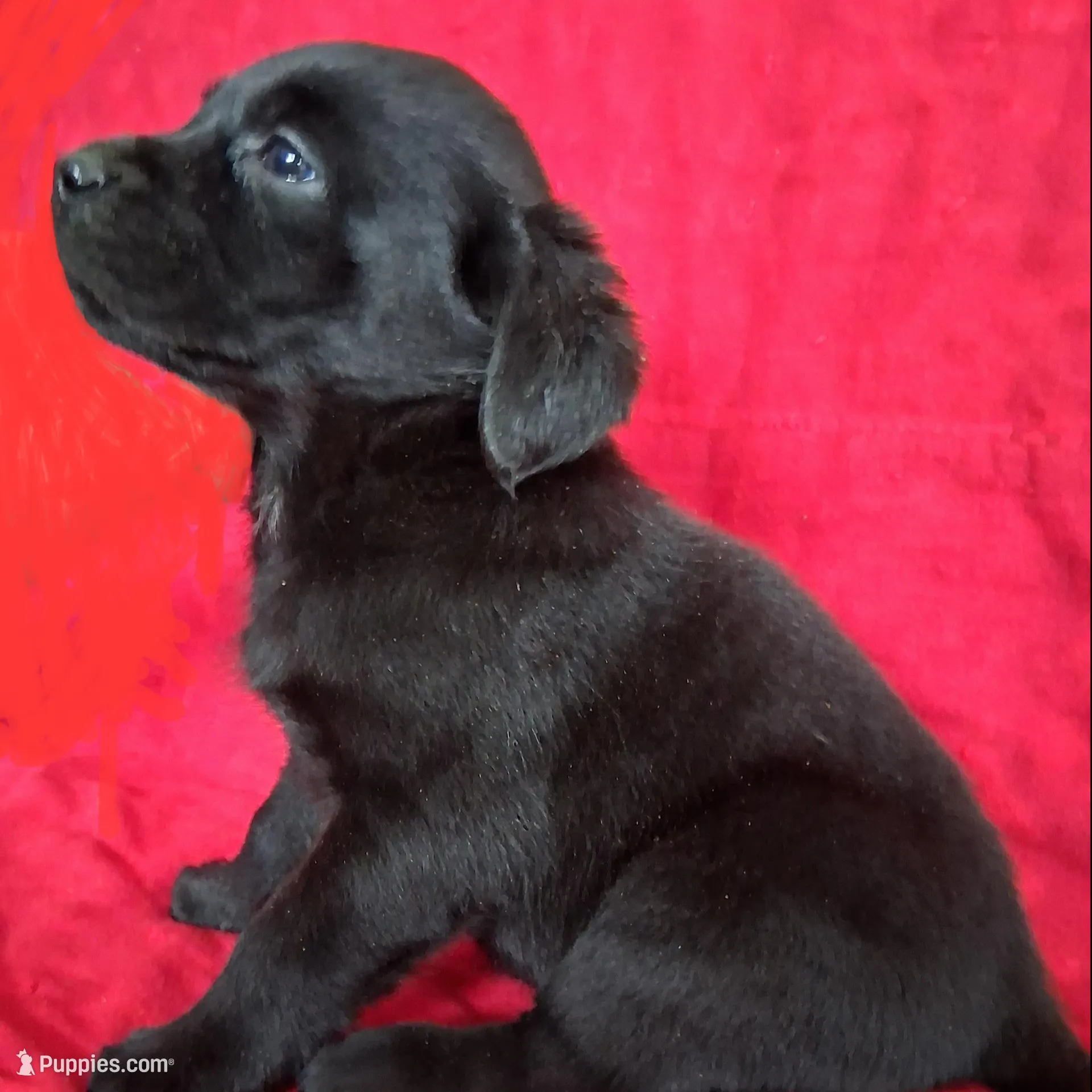 English Black Lab Male