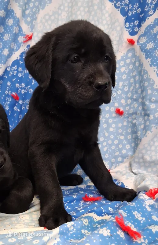 English Black Lab Male