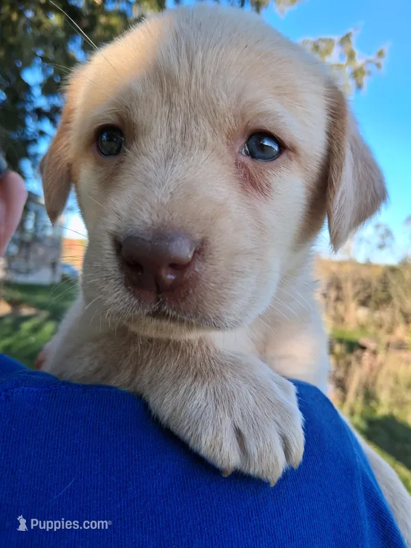 AKC English Yellow Lab Female  – Labrador Retriever puppy for sale in Rib Lake, WI