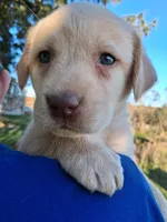 AKC English Yellow Lab Female , a female Labrador Retriever for sale in Rib Lake, WI – 1 of 2