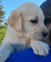 AKC English Yellow Lab Male, a male Labrador Retriever for sale in Rib Lake, WI – 2 of 2