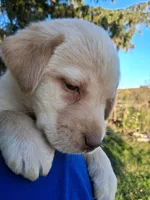 AKC English Yellow Lab Female , a female Labrador Retriever for sale in Rib Lake, WI – 2 of 2