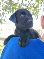 AKC English Black Lab Female, a female Labrador Retriever for sale in Rib Lake, WI – 2 of 2