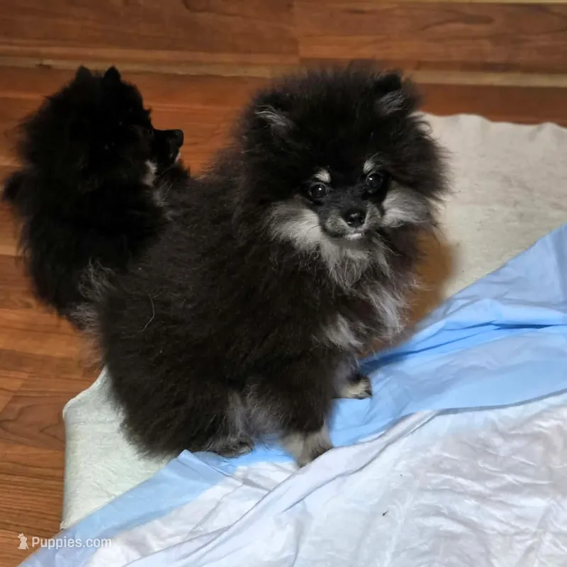 Bear – Pomeranian puppy for sale in Spanaway, WA