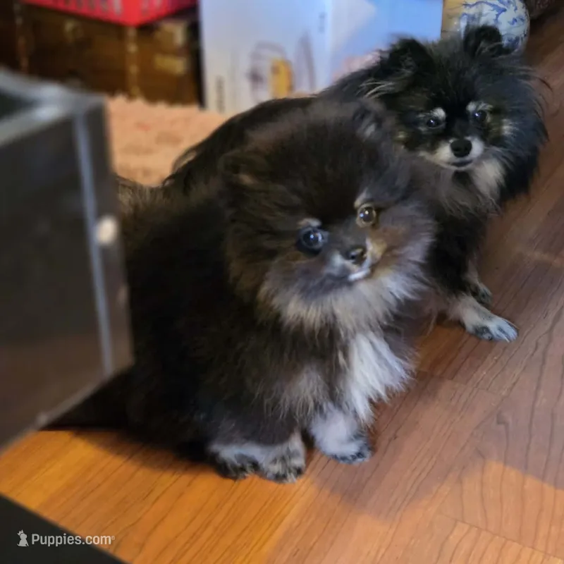 Bear – Pomeranian puppy for sale in Spanaway, WA