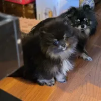 Bear, a male Pomeranian for sale in Spanaway, WA – 4 of 5
