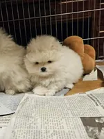 Little Brother, a male Pomeranian for sale in Spanaway, WA – Photo 3 of 5