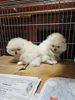 Little Brother, a male Pomeranian for sale in Spanaway, WA – Photo 4 of 5