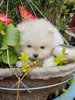 Little Brother, a male Pomeranian for sale in Spanaway, WA – Photo 2 of 5