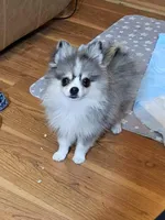 3 Tri Merle Male, a male Pomeranian for sale in Spanaway, WA – Photo 3 of 4