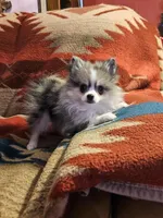 3 Tri Merle Male, a male Pomeranian for sale in Spanaway, WA – Photo 4 of 4