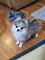 3 Tri Merle Male, a male Pomeranian for sale in Spanaway, WA – Photo 1 of 4