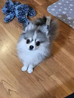 3 Tri Merle Male, a male Pomeranian for sale in Spanaway, WA – Photo 2 of 4