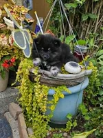 Silver, a female Pomeranian for sale in Spanaway, WA – 2 of 4