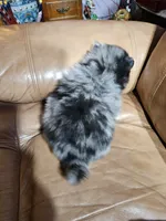 A Orange Merle Male, a male Pomeranian for sale in Spanaway, WA – Photo 3 of 4