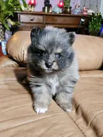 A Orange Merle Male, a male Pomeranian for sale in Spanaway, WA – Photo 1 of 4