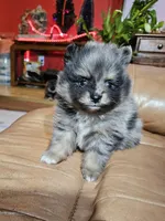 A Orange Merle Male, a male Pomeranian for sale in Spanaway, WA – Photo 4 of 4