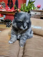 A Orange Merle Male, a male Pomeranian for sale in Spanaway, WA – Photo 2 of 4