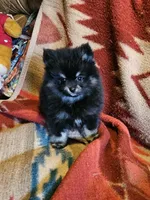 Smokey, a male Pomeranian for sale in Spanaway, WA – 4 of 5