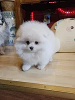 Romeo, a male Pomeranian for sale in Spanaway, WA – 4 of 5