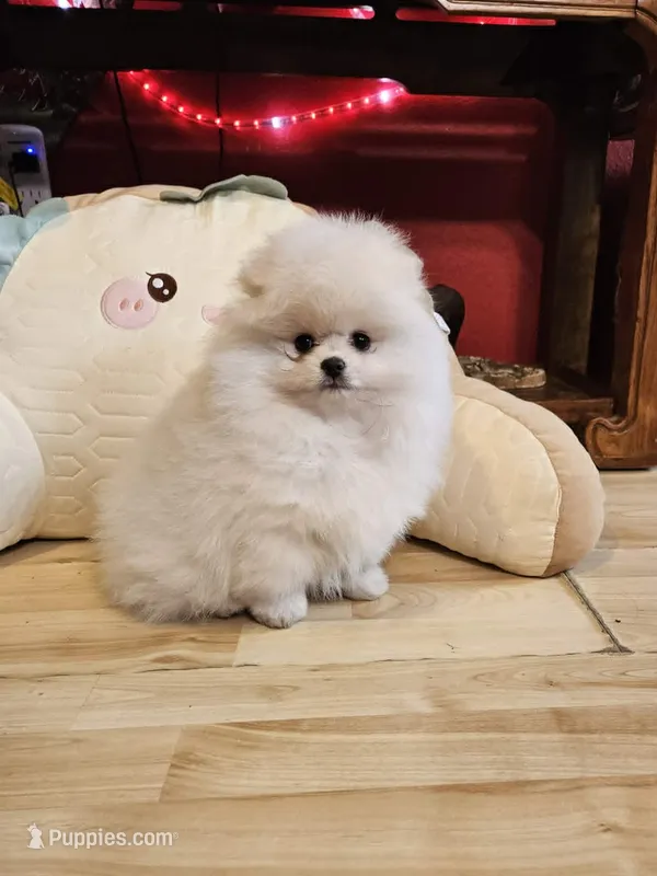 Big Brother – Pomeranian puppy for sale in Spanaway, WA