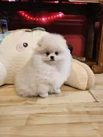 Romeo, a male Pomeranian for sale in Spanaway, WA – 1 of 5