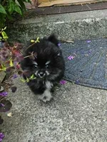 Bear, a male Pomeranian for sale in Spanaway, WA – 2 of 5