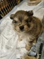 Cutie Pie, a female Pomeranian for sale in Spanaway, WA – 2 of 6