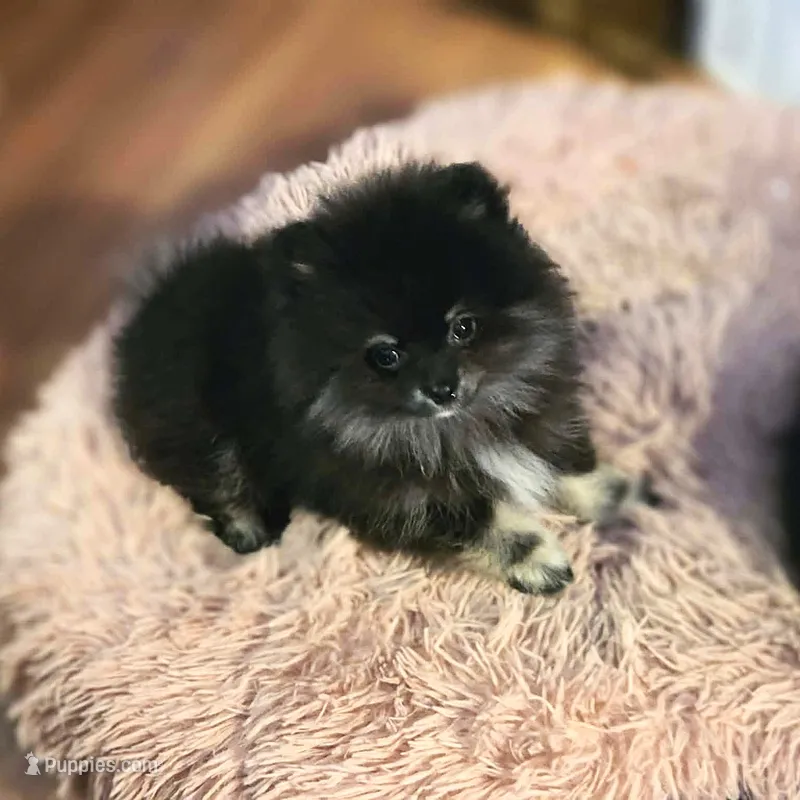 Bear – Pomeranian puppy for sale in Spanaway, WA