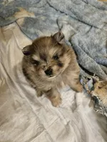 Cutie Pie, a female Pomeranian for sale in Spanaway, WA – 1 of 6